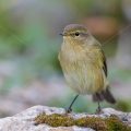 Zilpzalp (Phylloscopus collybita)