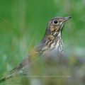 Singdrossel (Turdus philomelos)