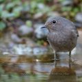 Hausrotschwanz (Phoenicurus ochruros) Weibchen