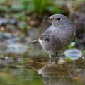 Hausrotschwanz (Phoenicurus ochruros) Weibchen