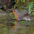 Rotkehlchen (Erithacus rubecula)