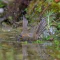 Rotkehlchen (Erithacus rubecula) badet