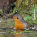 Rotkehlchen (Erithacus rubecula)