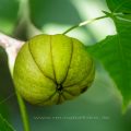 Schindelborkige Hickorynuss (Carya ovata)