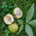 Schindelborkige Hickorynuss (Carya ovata)