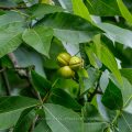 Schindelborkige Hickorynuss (Carya ovata)