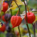 Lampionblume, Laternenpflanze (Physalis alkekengi)