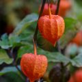Lampionblume, Laternenpflanze (Physalis alkekengi)