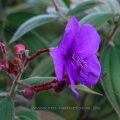Glänzende Tibouche (Tibouchina urvilleana)