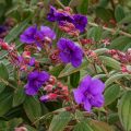 Glänzende Tibouche (Tibouchina urvilleana)