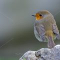 Rotkehlchen (Erithacus rubecula)