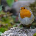 Rotkehlchen (Erithacus rubecula)