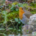 Rotkehlchen (Erithacus rubecula)