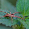 Listspinne (Pisaura mirabilis)