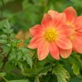 Garten-Dahlie (Dahlia × hortensis)