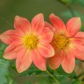 Garten-Dahlie (Dahlia × hortensis)