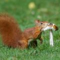 Eichhörnchen (Sciurus vulgaris) frisst Pilz