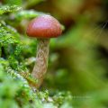 Kleiner Pilz im Moos, Stacking mit 7 Bildern