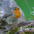 Rotkehlchen (Erithacus rubecula)
