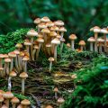 Pilzgruppe im Moos, Stack mit 27 Bildern