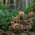 Pilzgruppe im Moos, Stack mit 39 Bildern