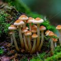 Pilzgruppe im Moos, Stack mit 58 Bildern