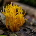 Klebriger Hörnling (Calocera viscosa), Stack mit 24 Bildern