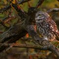 Steinkauz (Athene noctua)