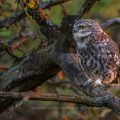 Steinkauz (Athene noctua)