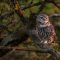 Steinkauz (Athene noctua)
