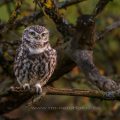 Steinkauz (Athene noctua)