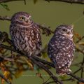 Steinkauzpaar (Athene noctua) sitzt auf Obstbaum