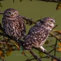 Steinkauzpaar (Athene noctua) sitzt auf Obstbaum, Belichtungszeit 1/4 Sekunde
