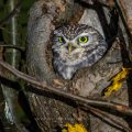 Steinkauz (Athene noctua)