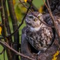 Steinkauz (Athene noctua)