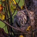 Steinkauz (Athene noctua)