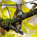 Eichhörnchen (Sciurus vulgaris)
