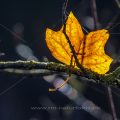 Herbstblatt im Gegenlicht
