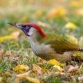 Grünspecht (Picus viridis) Männchen