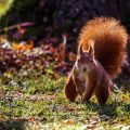 Eichhörnchen (Sciurus vulgaris)