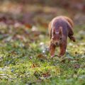 Eichhörnchen (Sciurus vulgaris)