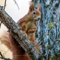 Eichhörnchen (Sciurus vulgaris)