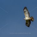 Mäusebussard (Buteo buteo)