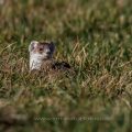 Hermelin (Mustela erminea)