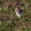 Hermelin (Mustela erminea)