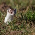 Hermelin (Mustela erminea)