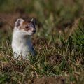 Hermelin (Mustela erminea)