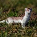 Hermelin (Mustela erminea)