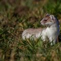 Hermelin (Mustela erminea)