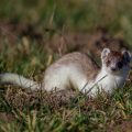Hermelin (Mustela erminea)